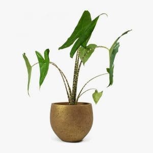 Houseplant in a clay pot for home decor.